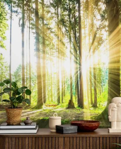 Forest Sun Wall Mural Wallpaper Forest Sun Wall Mural Wallpaper