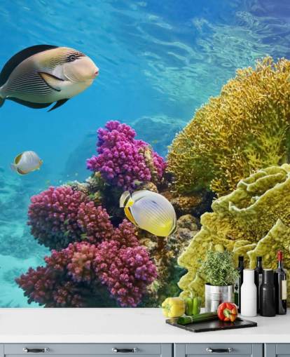 Coral Reef - Red Sea - Egypt Fish Wallpaper Coral Reef - Red Sea - Egypt Fish Wallpaper