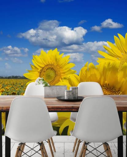 Gul Sunfowers Bakgrunn Gul Sunfowers Bakgrunn