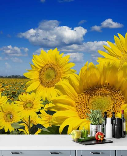 Gul Sunfowers Bakgrunn