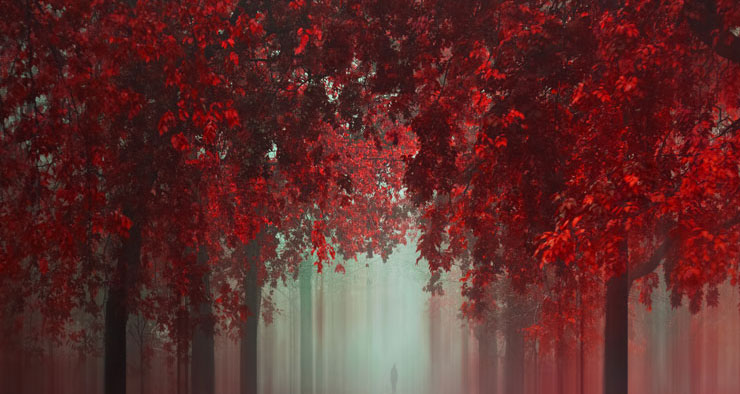red forest autumn wallpaper
