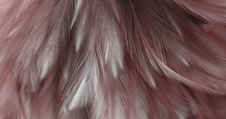 close feather print wallpaper in tones of pink and grey