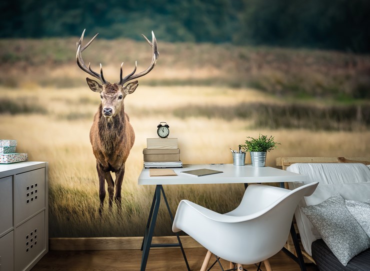red deer in field wall mural with bedroom desk