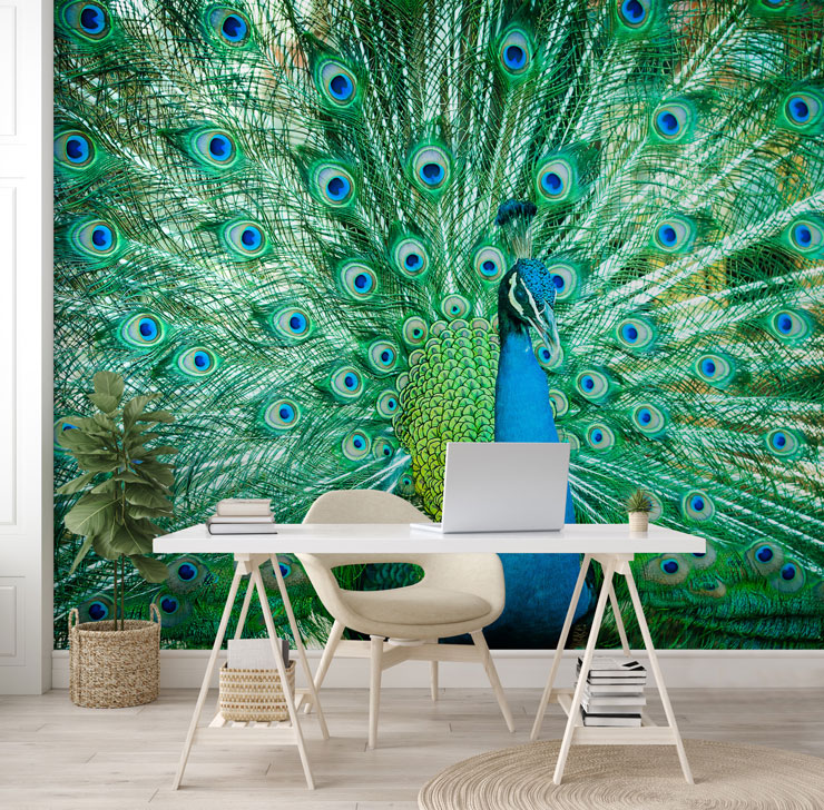 photo of beautiful peacock with fanned out feathers wallpaper in white, futuristic office