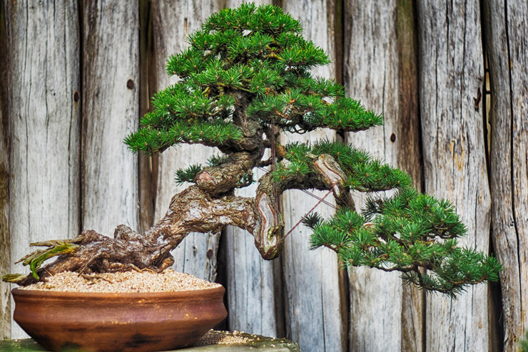 green bonsai tree in terracotta pot