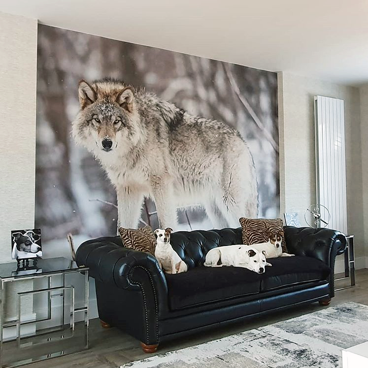 white and grey wolf in snow wallpaper in black and white living room