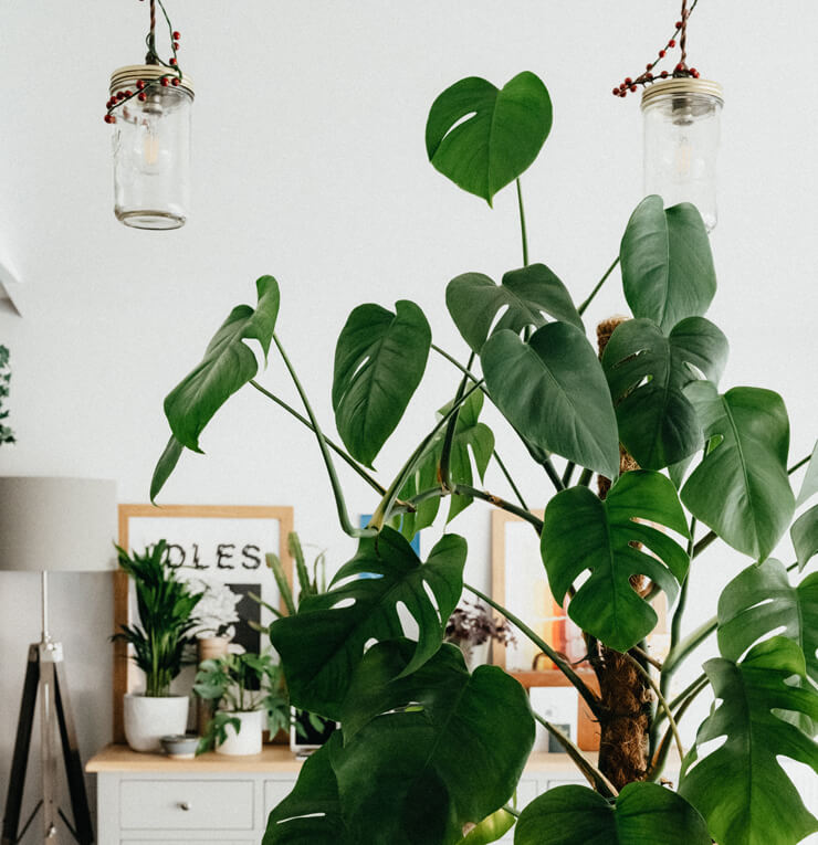 House plants in living room