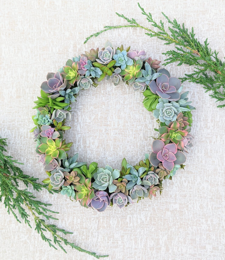 pastel succulent wreath