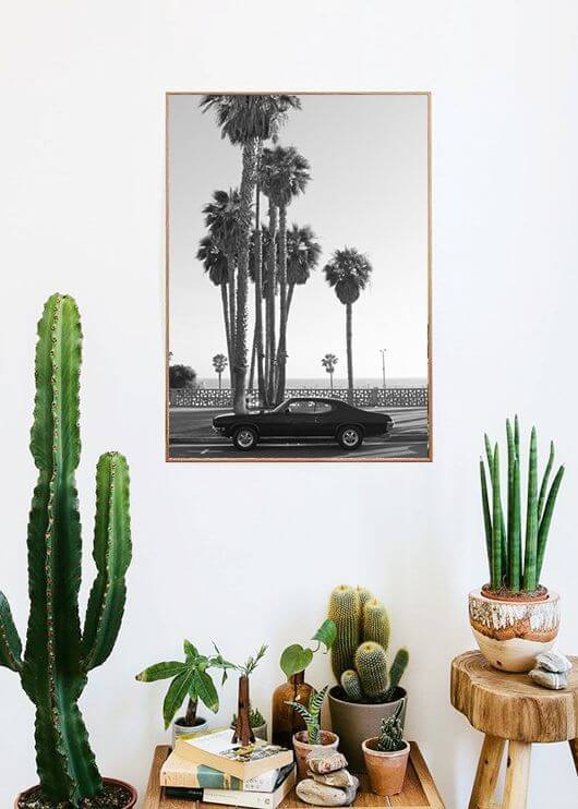 pots of cacti with black and white poster