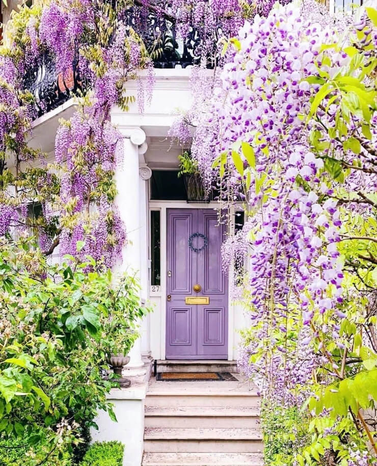 wistera front garden and purple painted front door