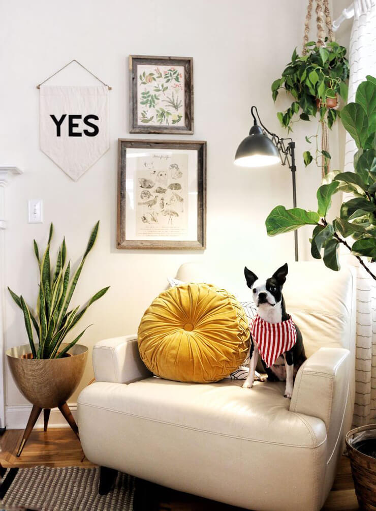 white armchair with dog on it