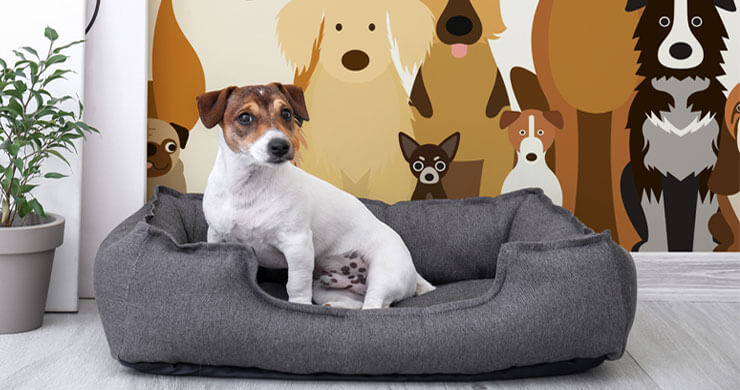How To Create A Luxury Dog Room [Expert Advice] | Wallsauce Au