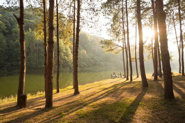 Forest wall mural with tall trees and a lake with a setting sun