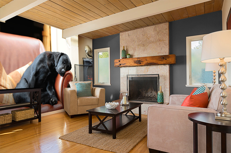 Cute_dog_wall_mural_in_living_room