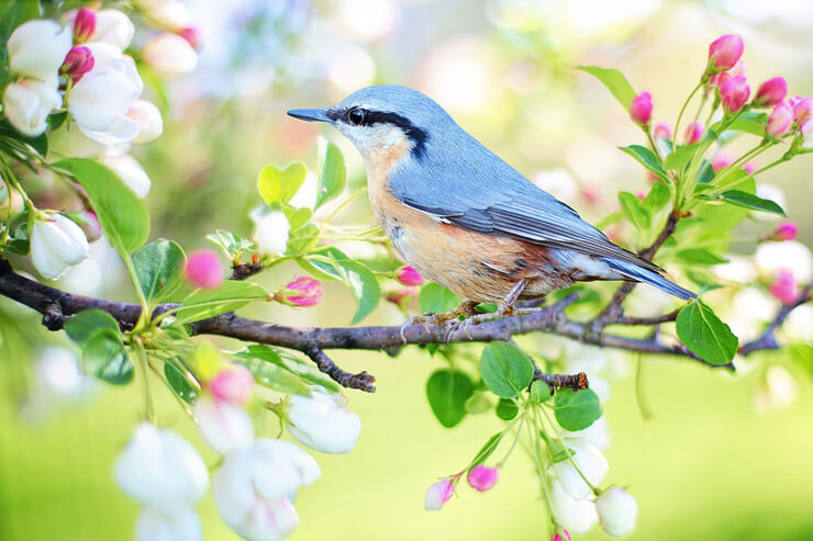 spring-garden