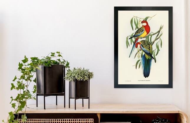 Birds of Australia Prints