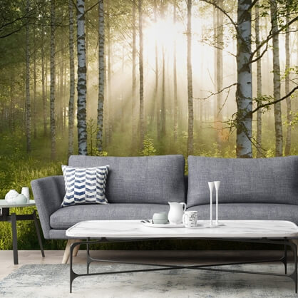 birch forest wallpaper