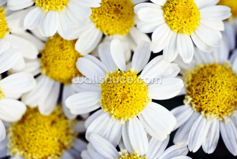 Summer Daisies - Cluster Of White Blossoms Summer Daisies - Cluster Of White Blossoms