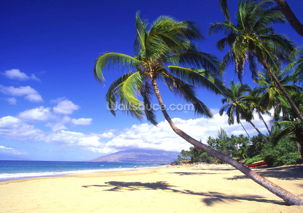 Palm Trees Tropical Beach Photo Wallpaper Wallsauce Us