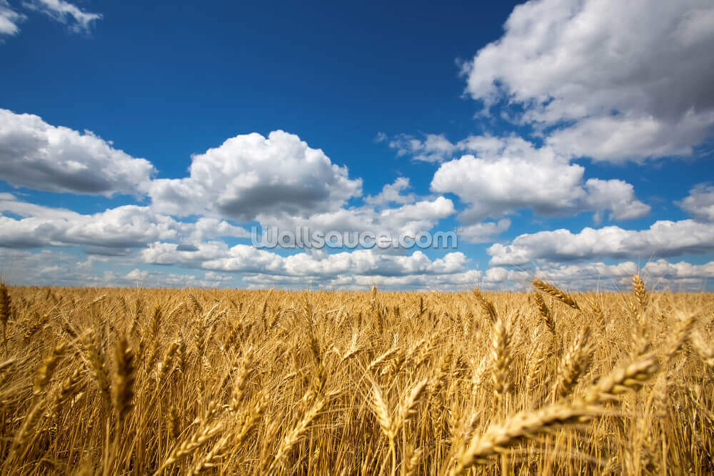 wheat field wallpaper wallsauce us