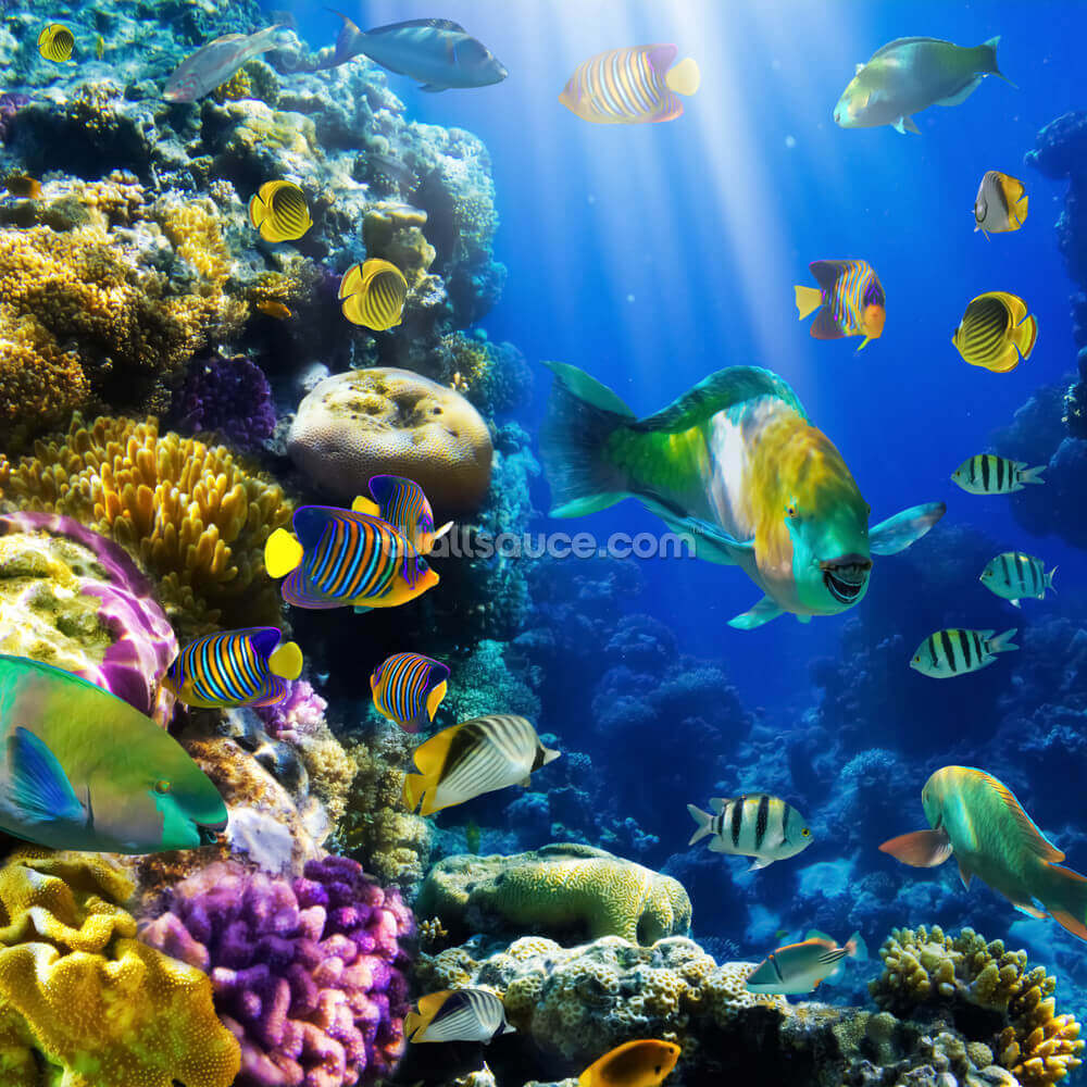 Coral Colony And Coral Fish Wallpaper Wallsauce Us