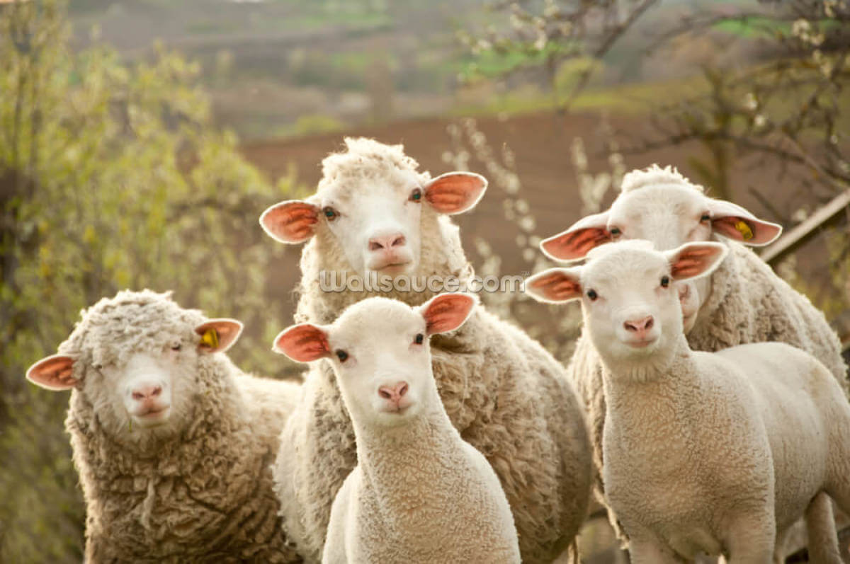 pecore-al-pascolo