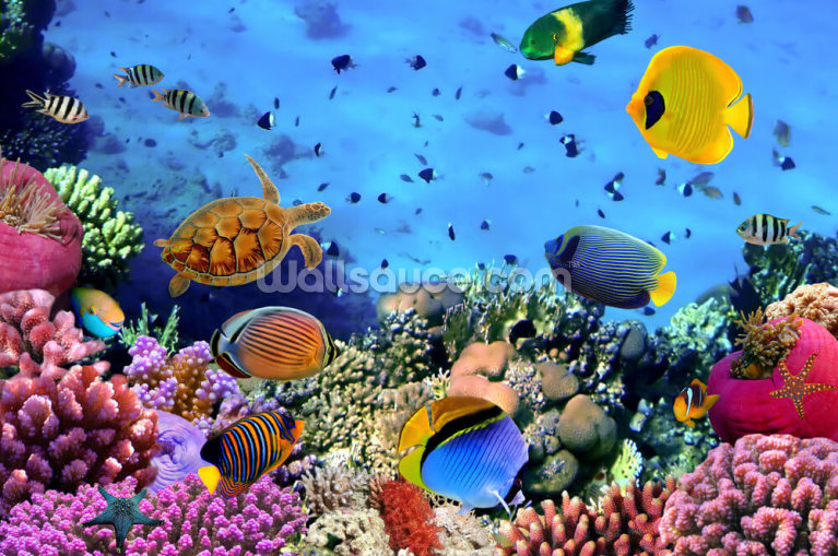 Photo of a Coral Colony Photo of a Coral Colony