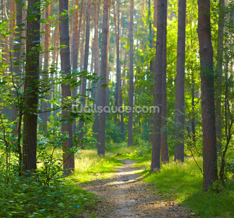 Sunlight Autumn Forest Path Wall Mural Woods Trees Photo Wallpaper Nature Decor 