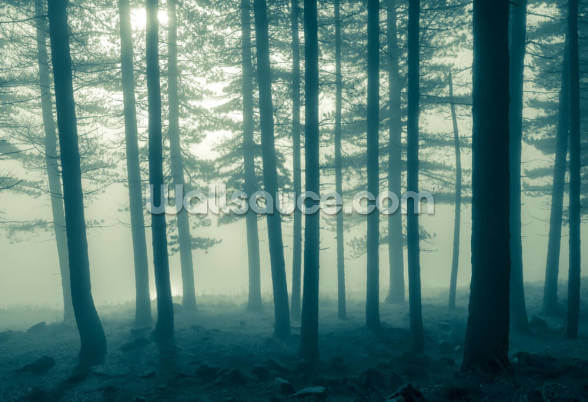 foggy forest