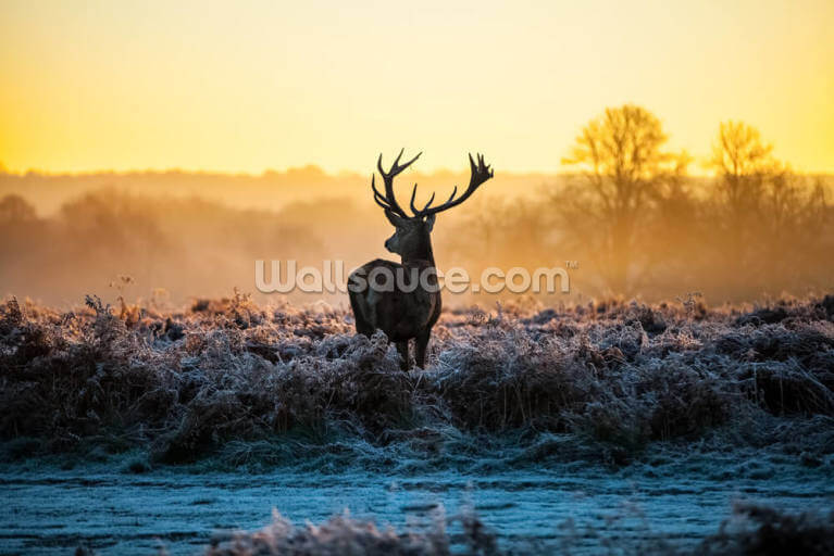 Red Deer Sunrise Red Deer Sunrise