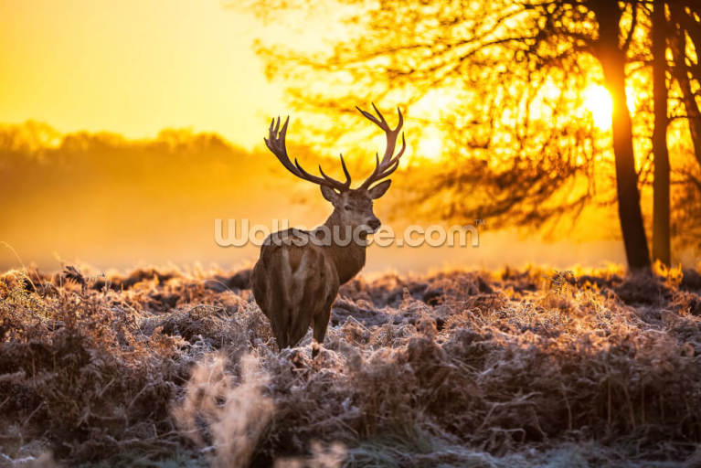 Stunning Red Deer In Morning Sun Stunning Red Deer In Morning Sun