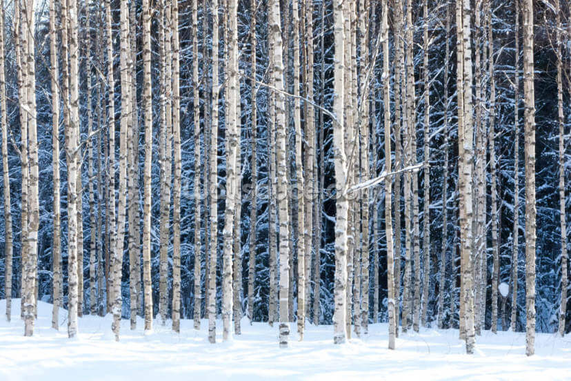 Snowy Birch Forest Snowy Birch Forest