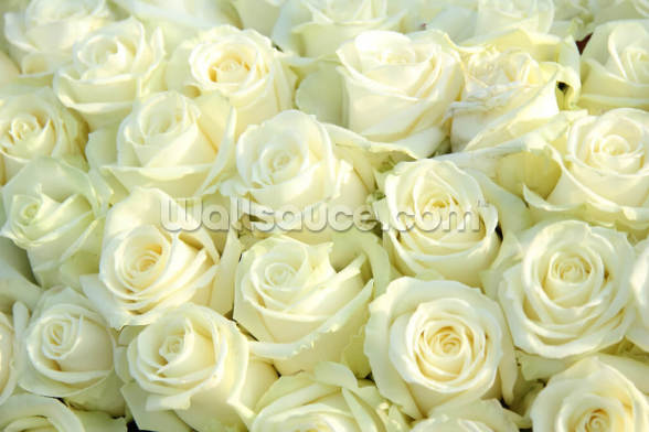 White Roses Wall Mural | Wallsauce AU