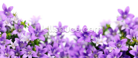 Bluebells Wallpaper | Wallsauce CA