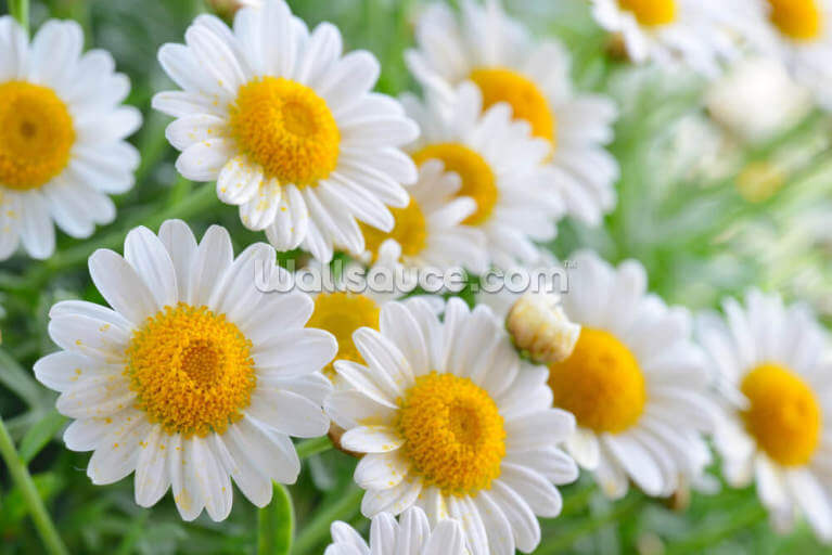 Daisy Fields Daisy Fields