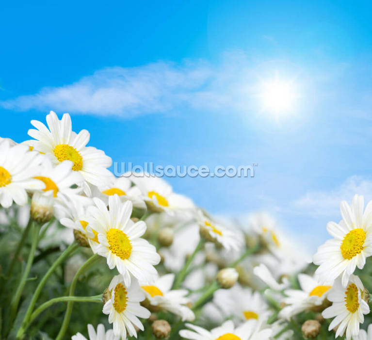 Daisy Daisy