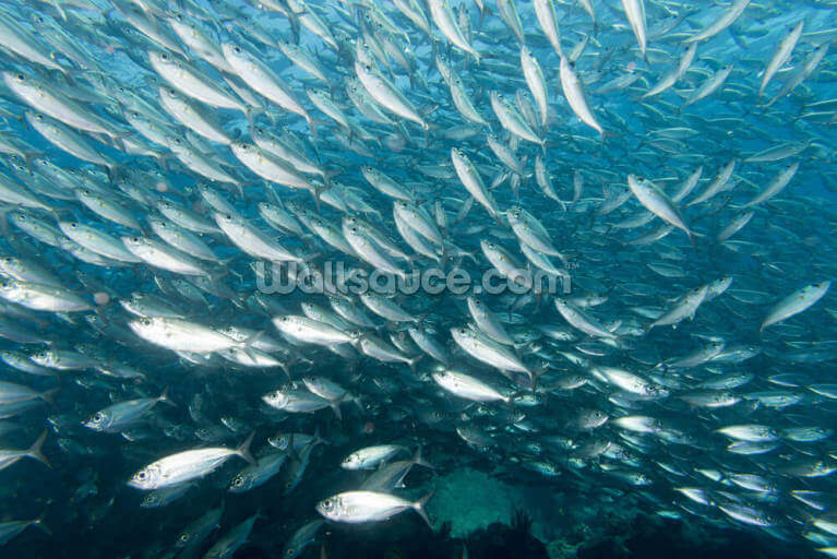 Inside a school of fish underwater Inside a school of fish underwater