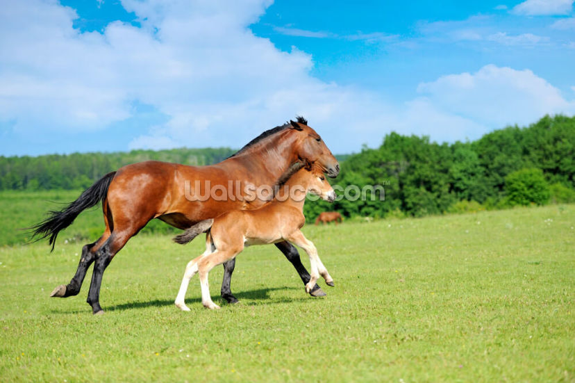 Horse and Foal
