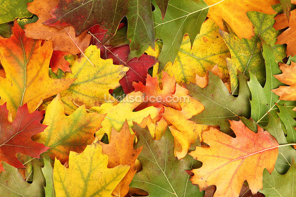 Oak Leaf Autumn Colour Wallpaper | Wallsauce UK