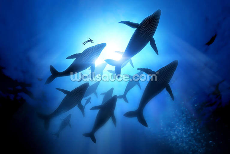 Humpback Whales and Diver Humpback Whales and Diver