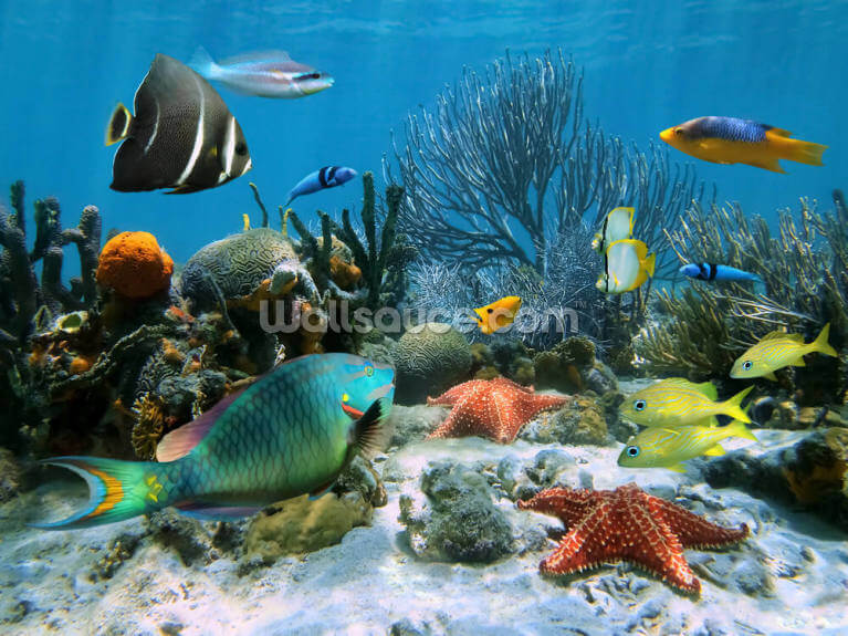 Colourful Coral Reef and Starfish Colourful Coral Reef and Starfish
