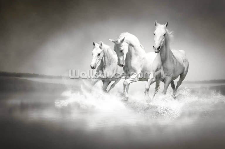 Horses Black & White Horses Black & White