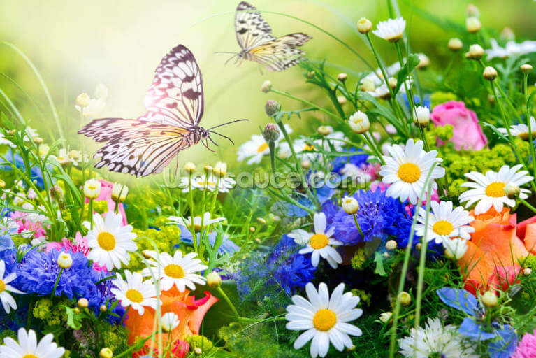 Butterflies and Flowers Butterflies and Flowers