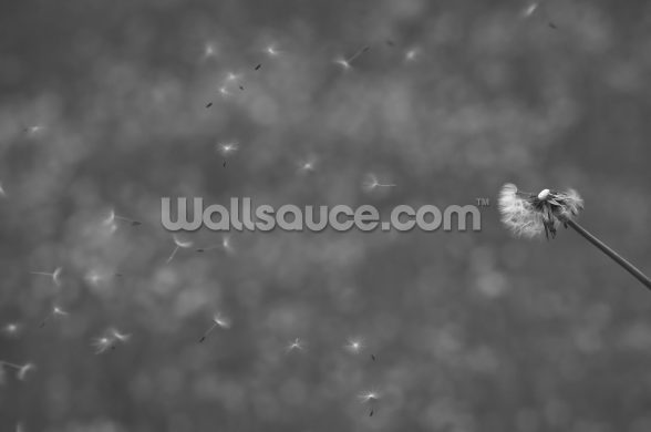 Dandelion In The Wind Wallsauce Uk