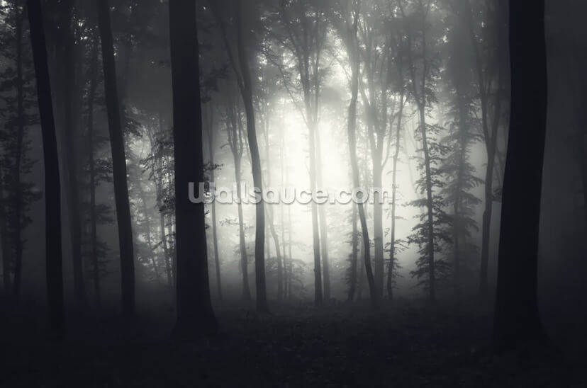 Light in the Dark Light in the Dark