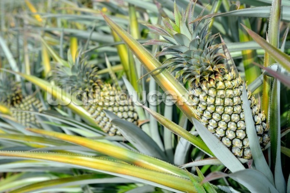 Pineapple farm Wallsauce UK