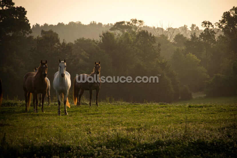 Wild Horses at Sunrise