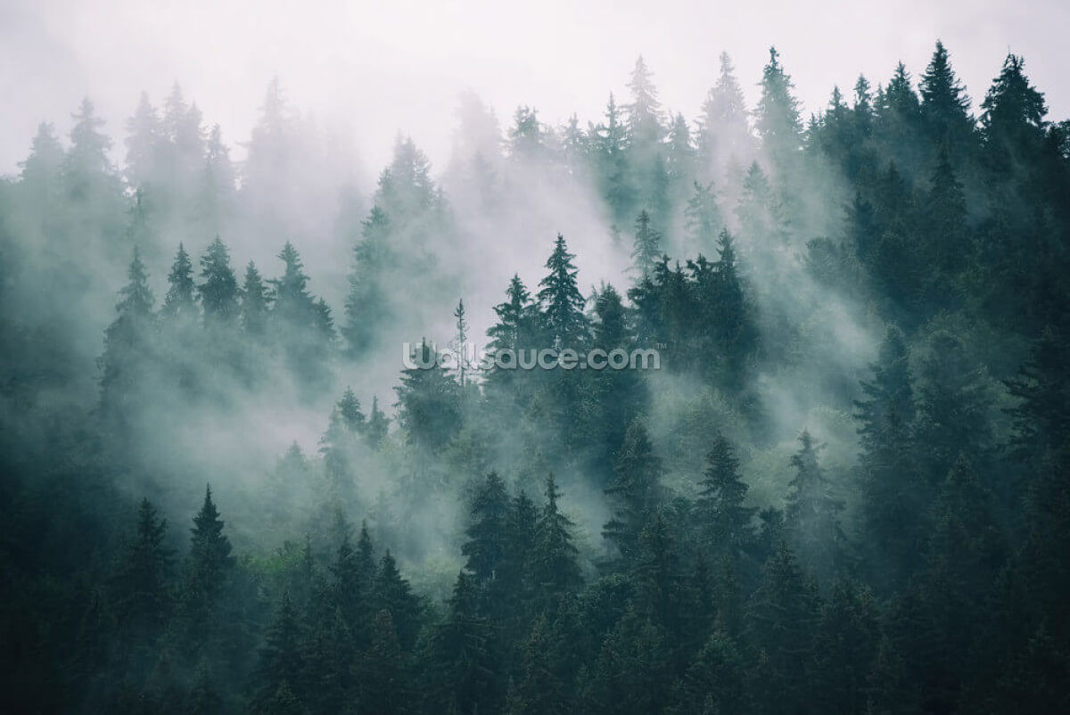 foresta-nebbiosa-fumosa