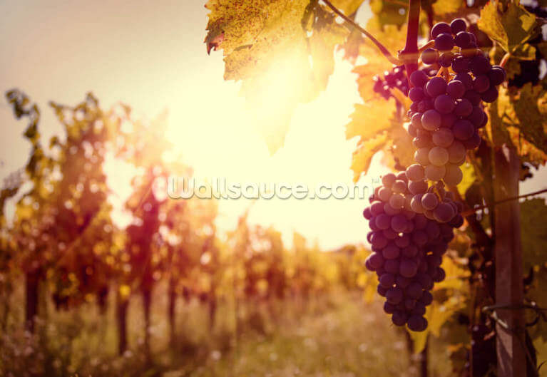 Sun-Drenched Vineyard Sun-Drenched Vineyard