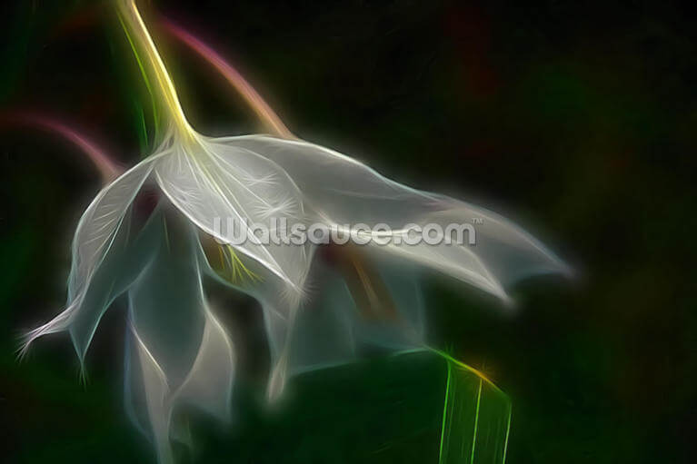 Light Lily Rain Light Lily Rain